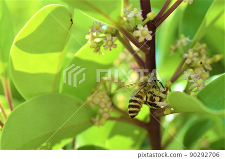 Bees visiting the flowers of Ilex rotunda Bees visiting the flowers of Ilex rotunda 90292706