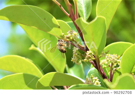 Bees visiting the flowers of Ilex rotunda 90292708