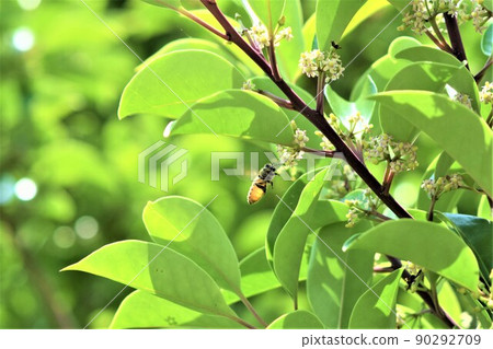 Bees visiting the flowers of Ilex rotunda 90292709
