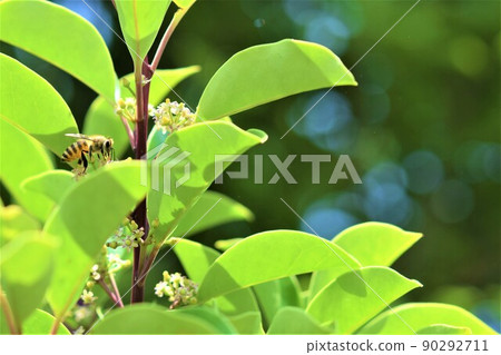 參觀冬青花的蜜蜂 參觀冬青花的蜜蜂 90292711