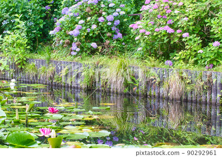 Water lily and hydrangea 90292961