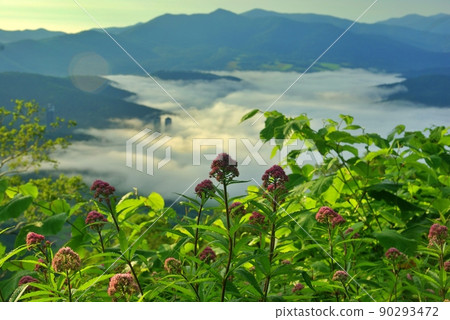 Overlooking the sea of clouds beyond the flowers Overlooking the sea of clouds beyond the flowers 90293472