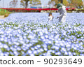 Nemophila in Sunflower Hill Park 90293649