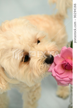 可愛的 maltipoo 起來 舔 玫瑰 90294166