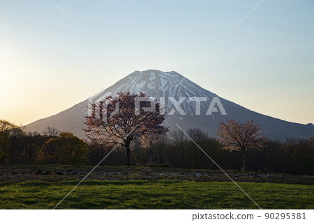 一棵櫻花樹和羊蹄山 一棵櫻花樹和羊蹄山 90295381