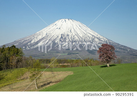 一棵櫻花樹和羊蹄山 一棵櫻花樹和羊蹄山 90295391