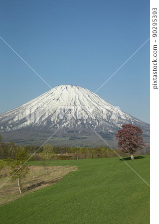 一棵櫻花樹和羊蹄山 一棵櫻花樹和羊蹄山 90295393
