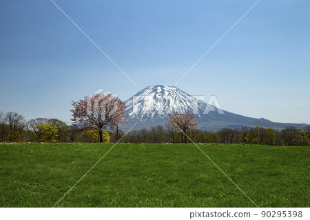 One cherry tree and Mt. Yotei One cherry tree and Mt. Yotei 90295398