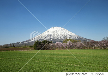 櫻花和羊蹄山 櫻花和羊蹄山 90295589