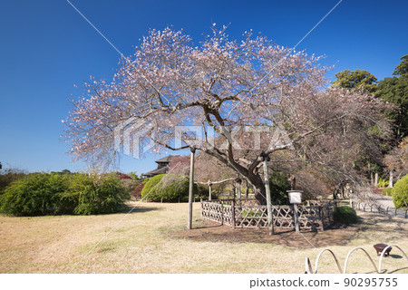 Shikizakura in Kairakuen in Autumn 90295755