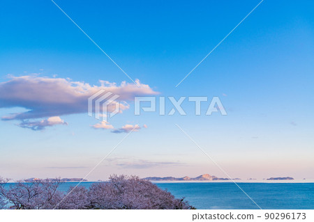 (Hyogo Prefecture) Ieshima Islands behind the cherry blossoms in Akomisaki Park (Hyogo Prefecture) Ieshima Islands behind the cherry blossoms in Akomisaki Park 90296173