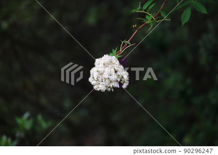 新鮮的綠色和白色花朵 推薦用於背景畫 羅文花 90296247