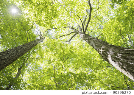 新鮮的綠色森林背景材料 90296270