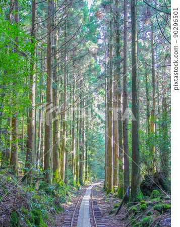 Yakushima truck road Yakushima truck road 90296501