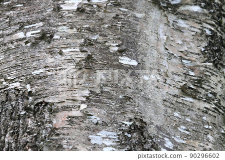 Betula maximowicz bark Betula maximowicz bark 90296602
