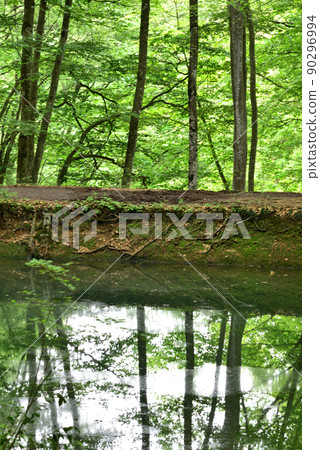 Bijin Bayashi, green dam, beech forest Bijin Bayashi, green dam, beech forest 90296994