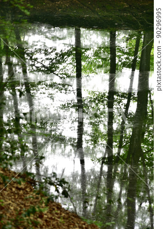 Bijin Bayashi, green dam, beech forest 90296995