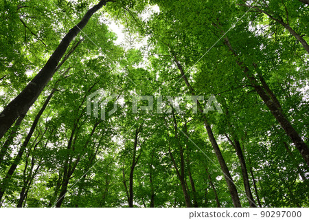 Bijin Bayashi, green dam, beech forest 90297000