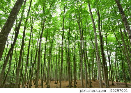 美津林、綠壩、山毛櫸林 90297001