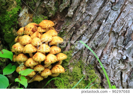 Recommended for background paintings of black locust bark and mushrooms Recommended for background paintings of black locust bark and mushrooms 90297088