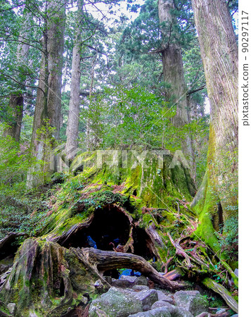Yakushima World Heritage Wilson's Stump 90297117