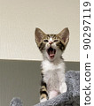 Kitten yawning 90297119