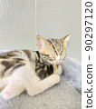 Kitten sleeps 90297120