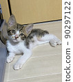Kitten relax 90297122