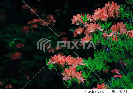 Ezoyama azalea flower Recommended for background painting Japanese azalea Ezoyama azalea flower Recommended for background painting Japanese azalea 90297213