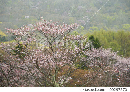 新鮮的綠色植物和野櫻花 新鮮的綠色植物和野櫻花 90297270