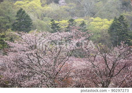 新鮮的綠色植物和野櫻花 90297273