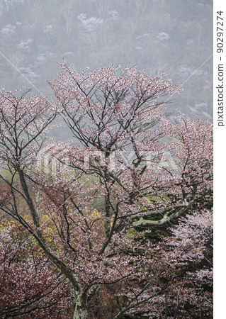 Fresh greenery and wild cherry blossoms Fresh greenery and wild cherry blossoms 90297274