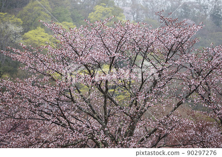 Fresh greenery and wild cherry blossoms Fresh greenery and wild cherry blossoms 90297276