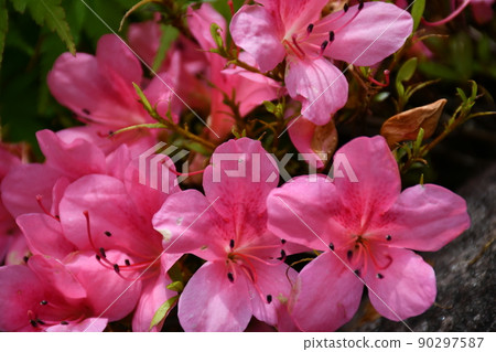 開花結束時的小月園藝 90297587