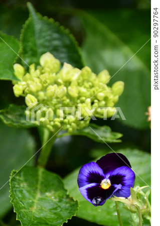 繡球花繡球花 繡球花繡球花 90297764