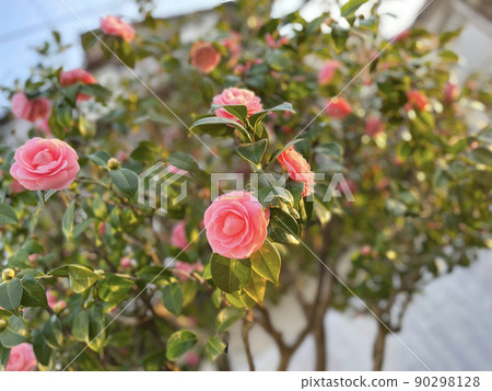 Otome Tsubaki 1 90298128