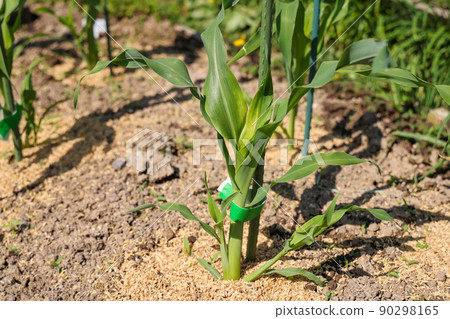 Corn at home garden 90298165
