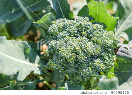 Broccoli at home garden Broccoli at home garden 90298166
