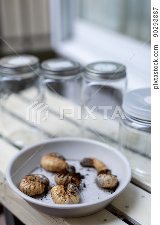 Beetle breeding insects 90298887