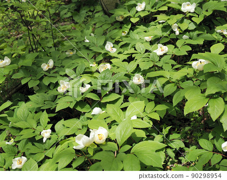 德相嶺山牡丹 德相嶺山牡丹 90298954