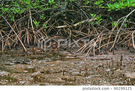 Mangrove tree roots system 90299125
