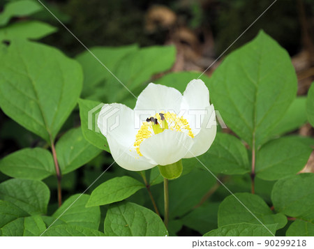 Tokusagamine mountain peony Tokusagamine mountain peony 90299218