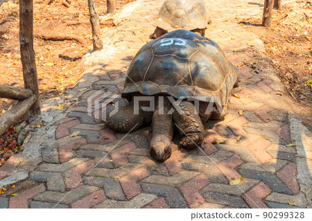 Aldabra giant tortoise on Prison island, Zanzibar in Tanzania Aldabra giant tortoise on Prison island, Zanzibar in Tanzania 90299328