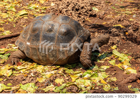 Aldabra giant tortoise on Prison island, Zanzibar in Tanzania Aldabra giant tortoise on Prison island, Zanzibar in Tanzania 90299329