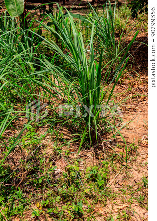 Cymbopogon, also known as lemongrass, barbed wire grass, silky heads, Cochin grass, Malabar grass, oily heads, citronella grass or fever grass, growing in the garden 90299356