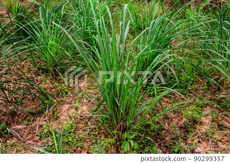 Cymbopogon, also known as lemongrass, barbed wire grass, silky heads, Cochin grass, Malabar grass, oily heads, citronella grass or fever grass, growing in the garden 90299357