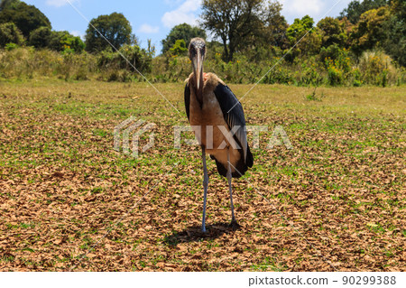 Marabou stork (Leptoptilos crumenifer) walking on a lawn Marabou stork (Leptoptilos crumenifer) walking on a lawn 90299388