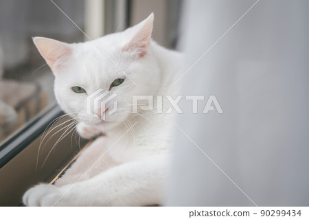 斯堪的納維亞內飾和可愛的貓 斯堪的納維亞內飾和可愛的貓 90299434