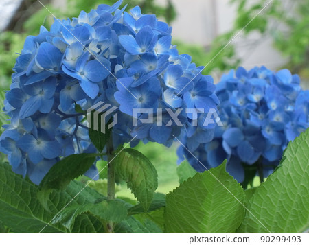 Blue hydrangea flower Blue hydrangea flower 90299493