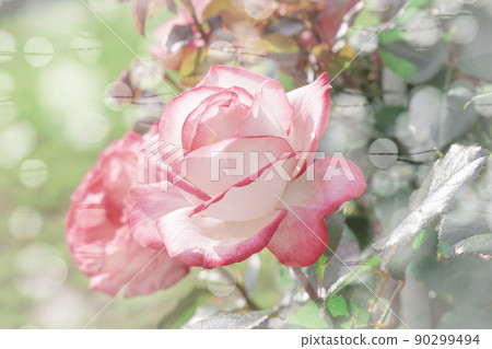 Pink roses blooming in the spring rose garden Pink roses blooming in the spring rose garden 90299494
